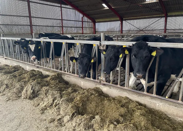 Bed & Breakfast Nygaard Norre Nebel